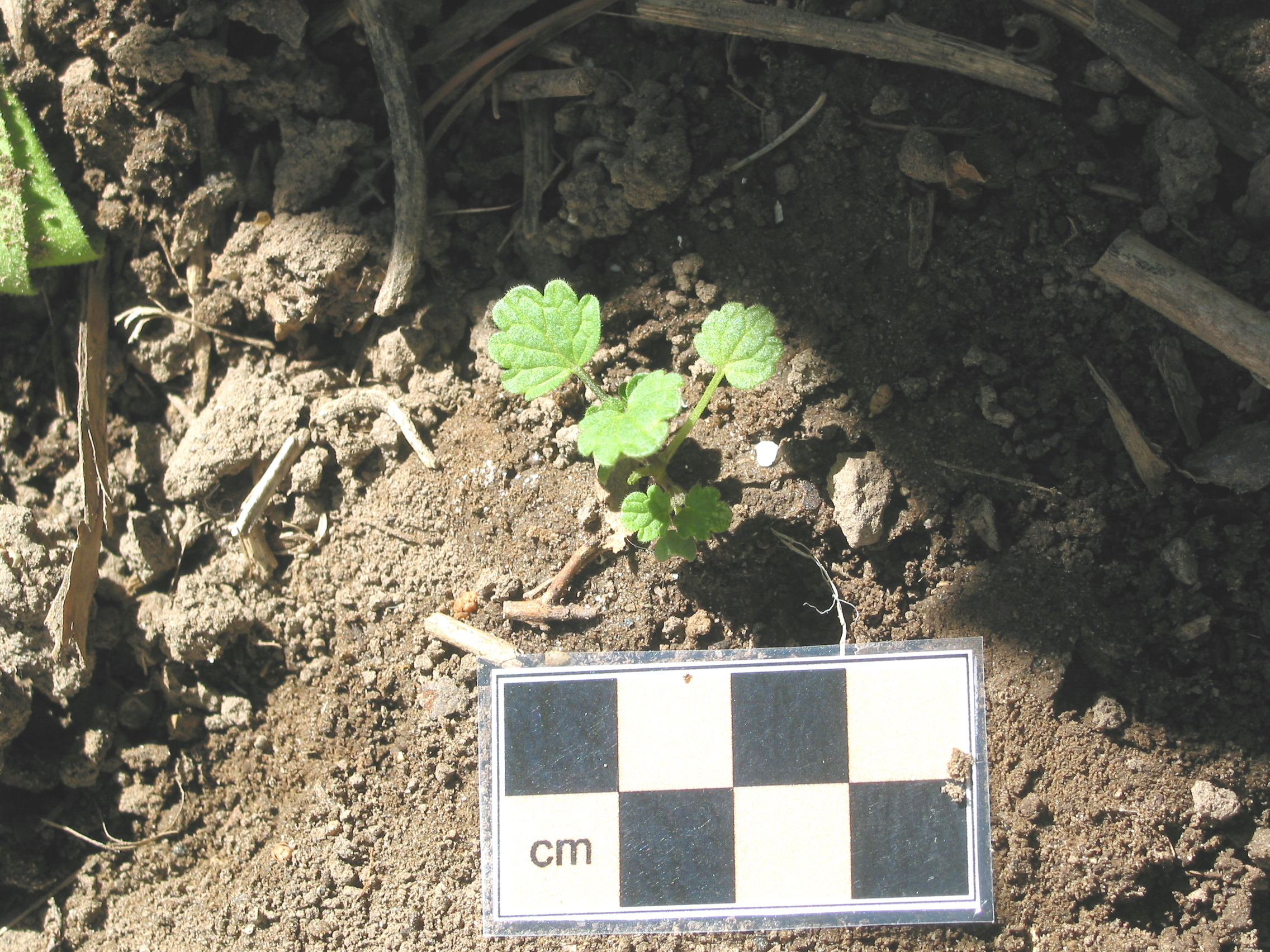 henbit, henbit deadnettle (Lamium amplexicaule)